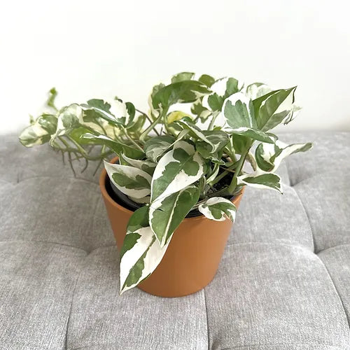 Pothos 'N'Joy'