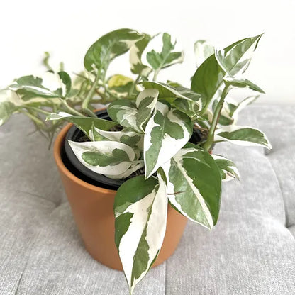 Pothos 'N'Joy'