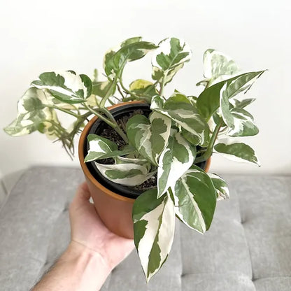 Pothos 'N'Joy'