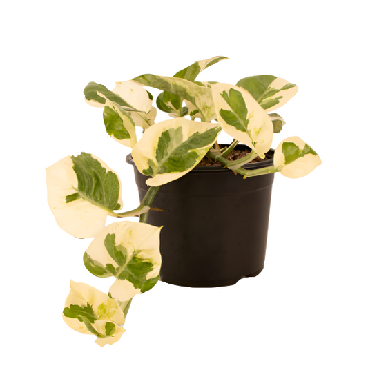 Pothos 'N'Joy'