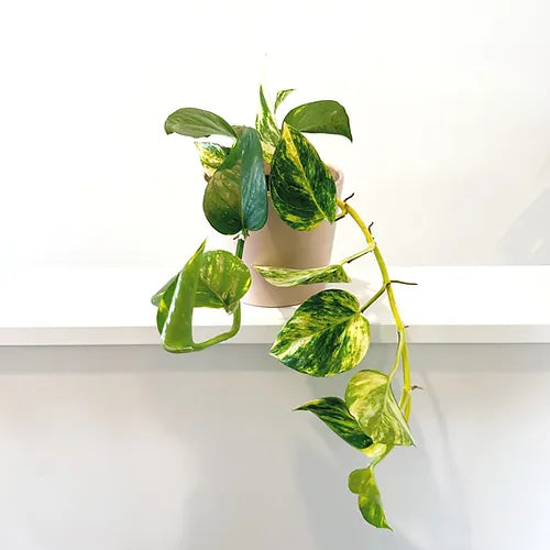 Pothos 'Golden'