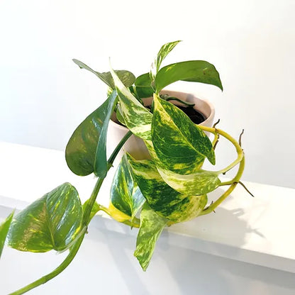 Pothos 'Golden'