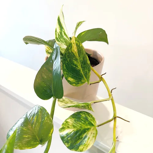 Pothos 'Golden'