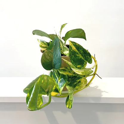 Pothos 'Golden'