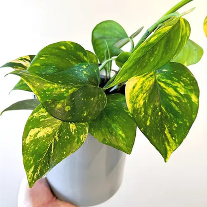 Pothos 'Golden'