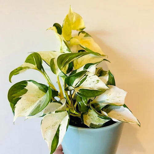 Pothos 'Manjula'