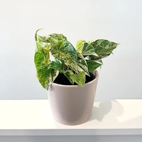 Pothos 'Marble Queen'