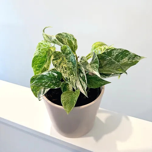 Pothos 'Marble Queen'