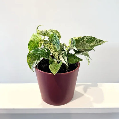 Pothos 'Marble Queen'