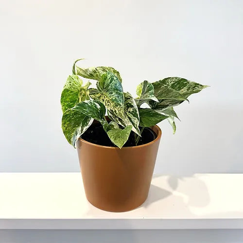 Pothos 'Marble Queen'