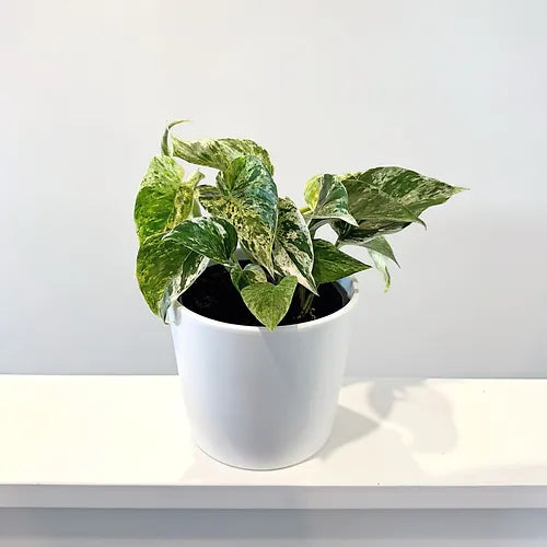 Pothos 'Marble Queen'