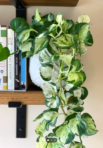 manjula pothos trailing Pothos 'Manjula' for sale – Jungle Story