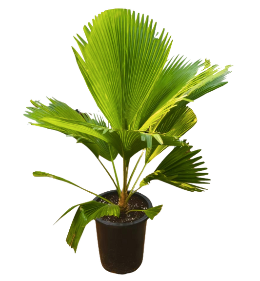 Hawaiian Moloka'i Fan Palm