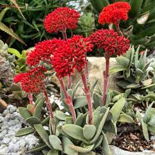 Crassula Falcata | Propeller Plant