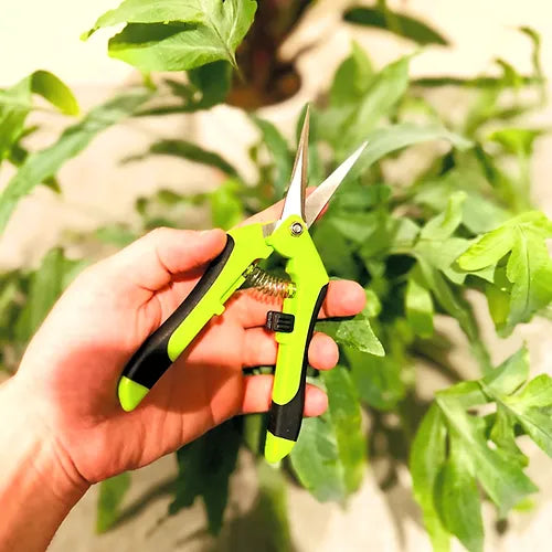 Pruning Scissors