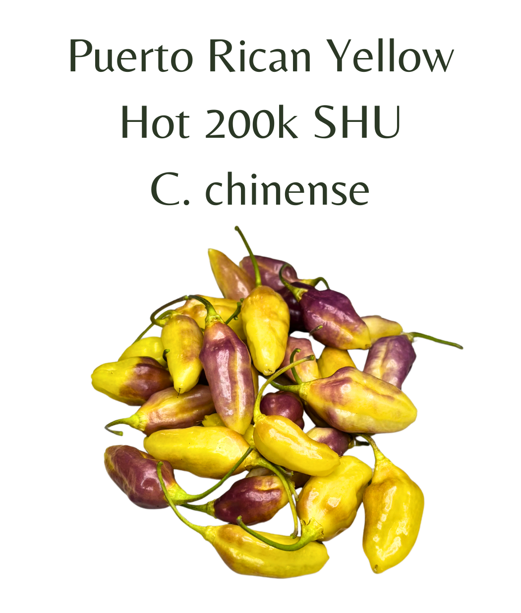 Puerto_Rican_Yellow_Chilli_Seeds_10_seeds