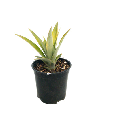 Queen Pineapple (Starter Plant)