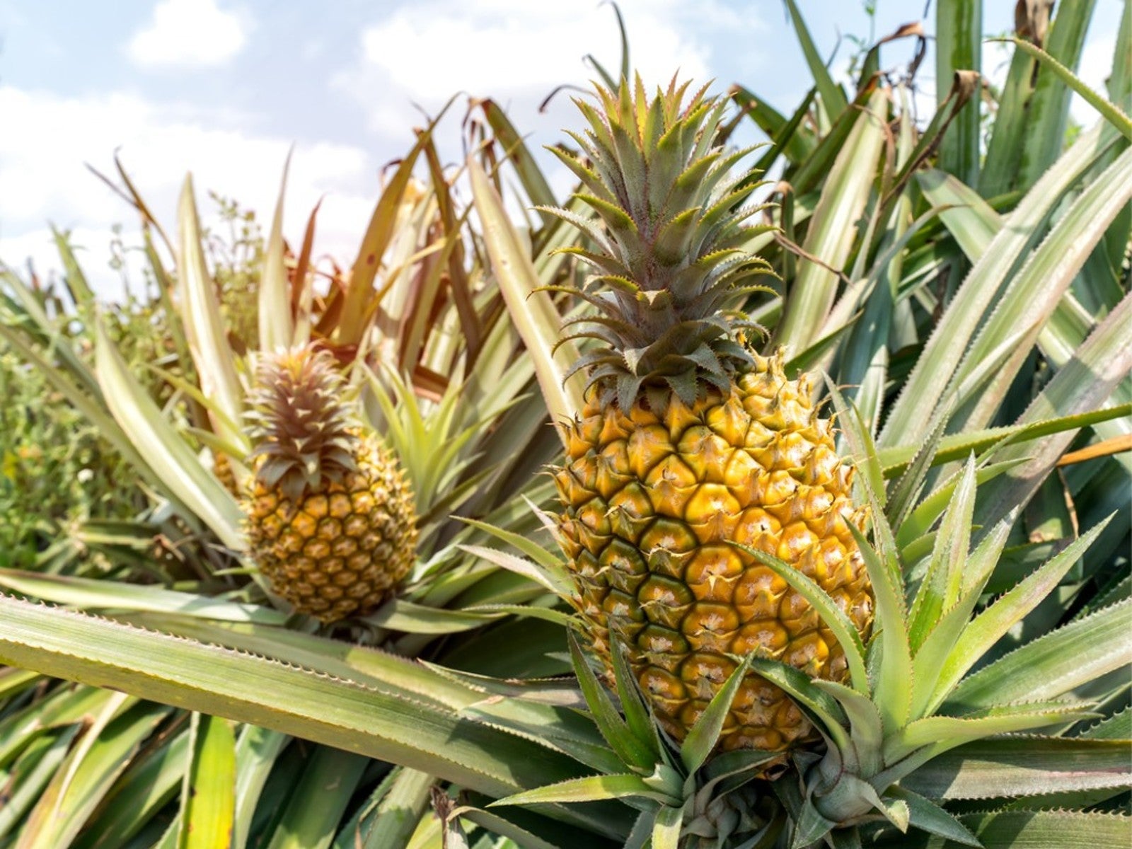 Queen Pineapple (Ananas comosus) for sale – Jungle Story