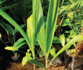 Syagrus romanzoffiana | Queen palm