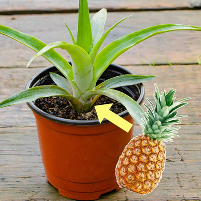 dole pineapple plant hawai Queen Pineapple (Ananas comosus) for sale – Jungle Story