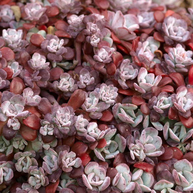 Close-up of a cluster of small succulent plants with red and green hues.