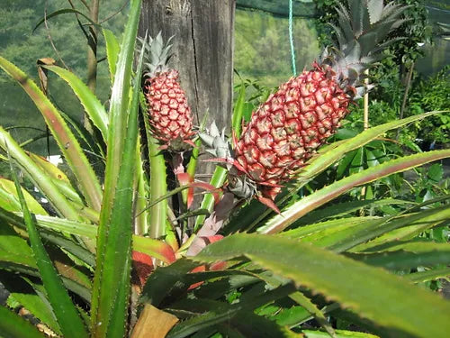 ?!label-Indicative photo