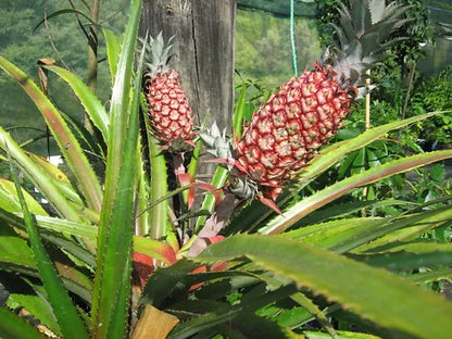 ?!label-Indicative photo