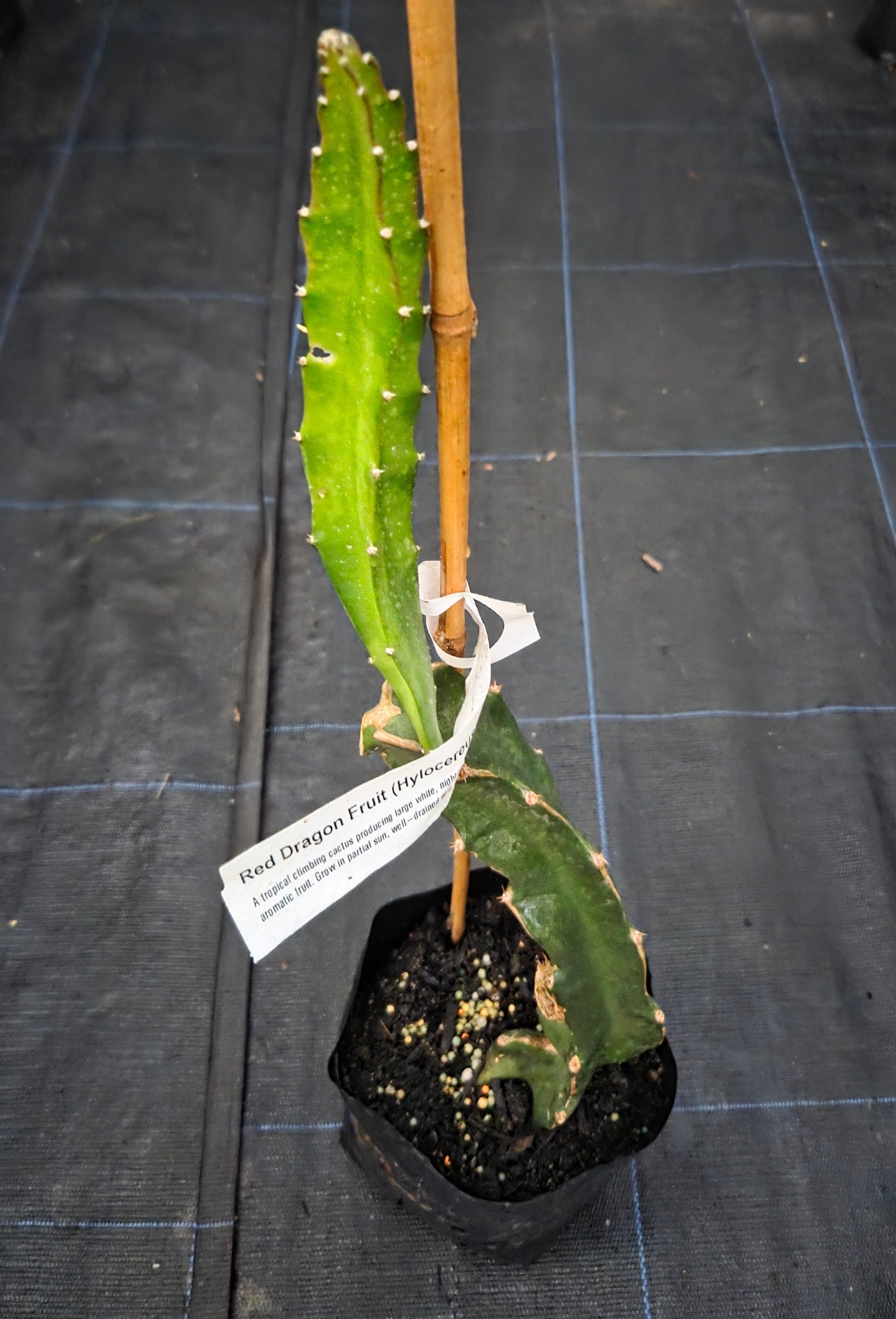 Red dragonfruit plant for sale, in a NZ tropical fruit nursery