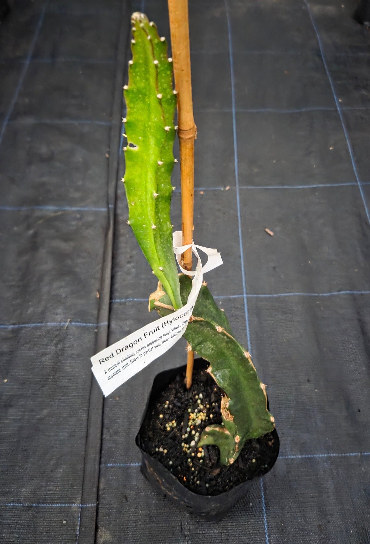 Red dragonfruit plant for sale, in a NZ tropical fruit nursery