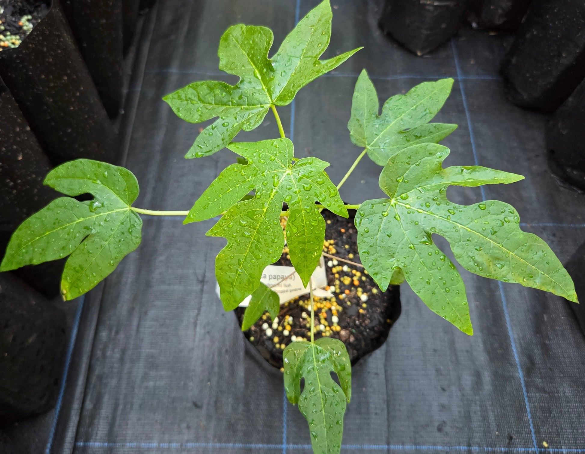 Red Lady F1 papaya plant for sale at Green Haven nursery - an online plant nursery in New Zealand