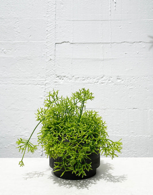 Rhipsalis cereuscula