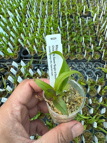 Rhynchobrassoleya Chien Ya Dawn ‘Eagle of Desert’