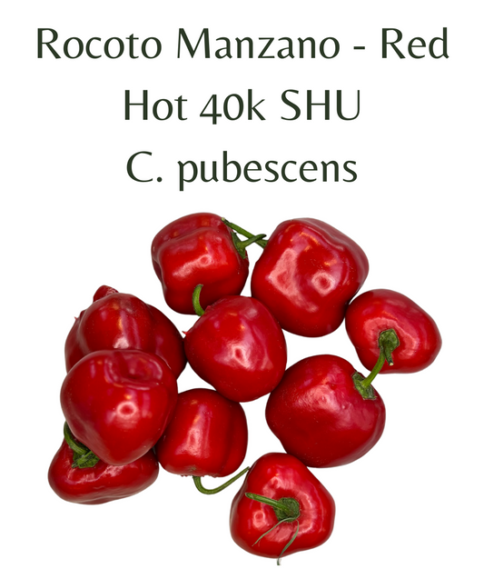 Rocoto_Manzano_-_Red_chilli_Seeds_10_seeds