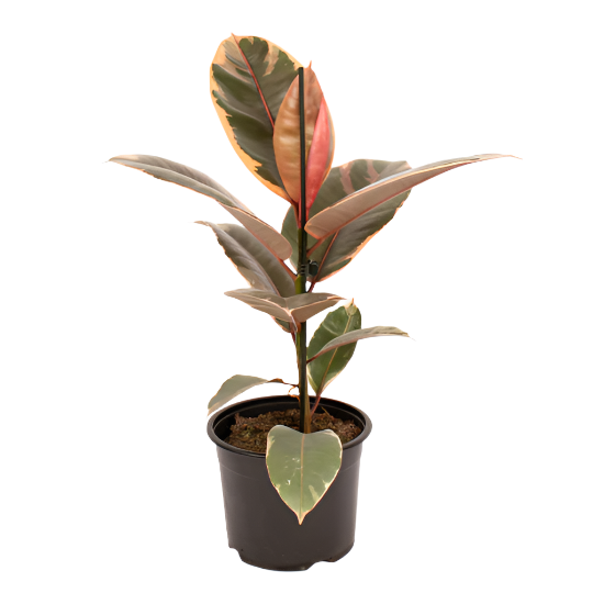 Ruby Ruber Plant Ruby Rubber Plant (Ficus elastica 'Ruby') for sale – Jungle Story