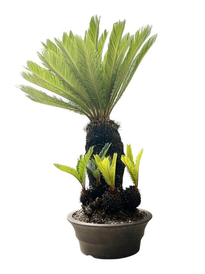 Sago Palm (Extra Large Bonsai)