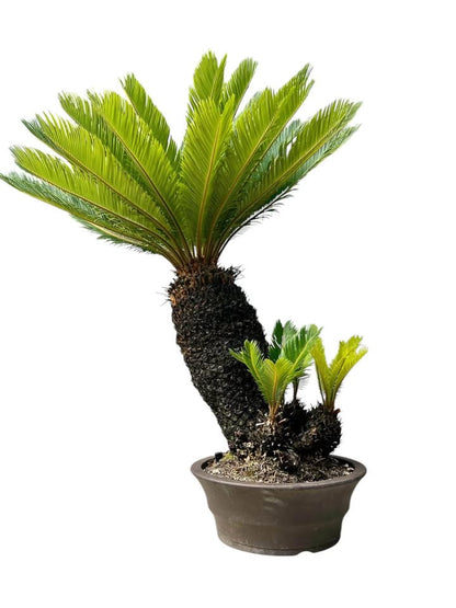 Sago Palm (Extra Large Bonsai)