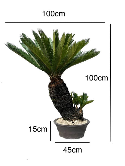 Sago Palm (Extra Large Bonsai)