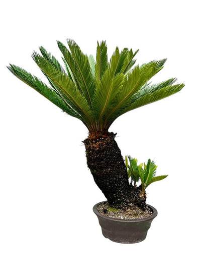 Sago Palm (Extra Large Bonsai)