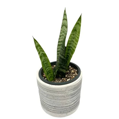 Sansevieria 'Black Coral' (Snake Plant)