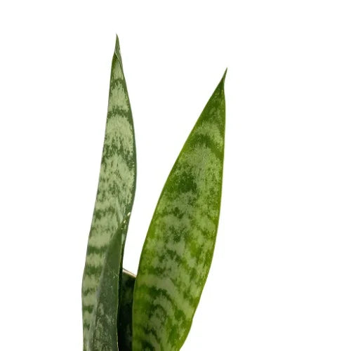 Sansevieria 'Black Coral' (Snake Plant)