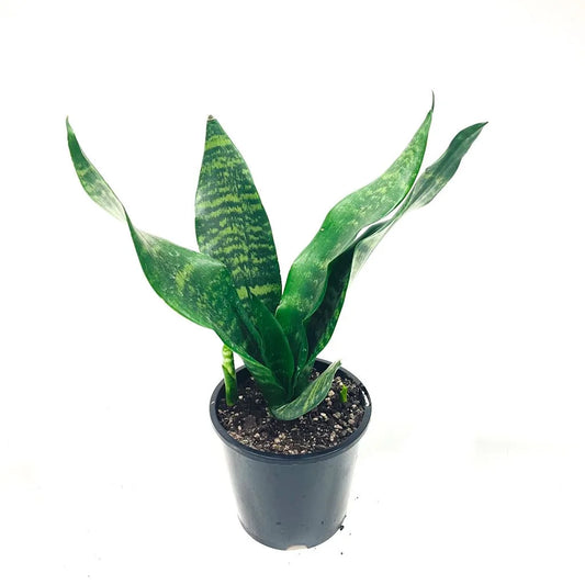 Snake Plant 'Hahnii' 14cm