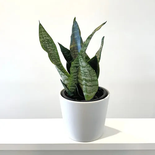 Snake Plant 'Hahnii'