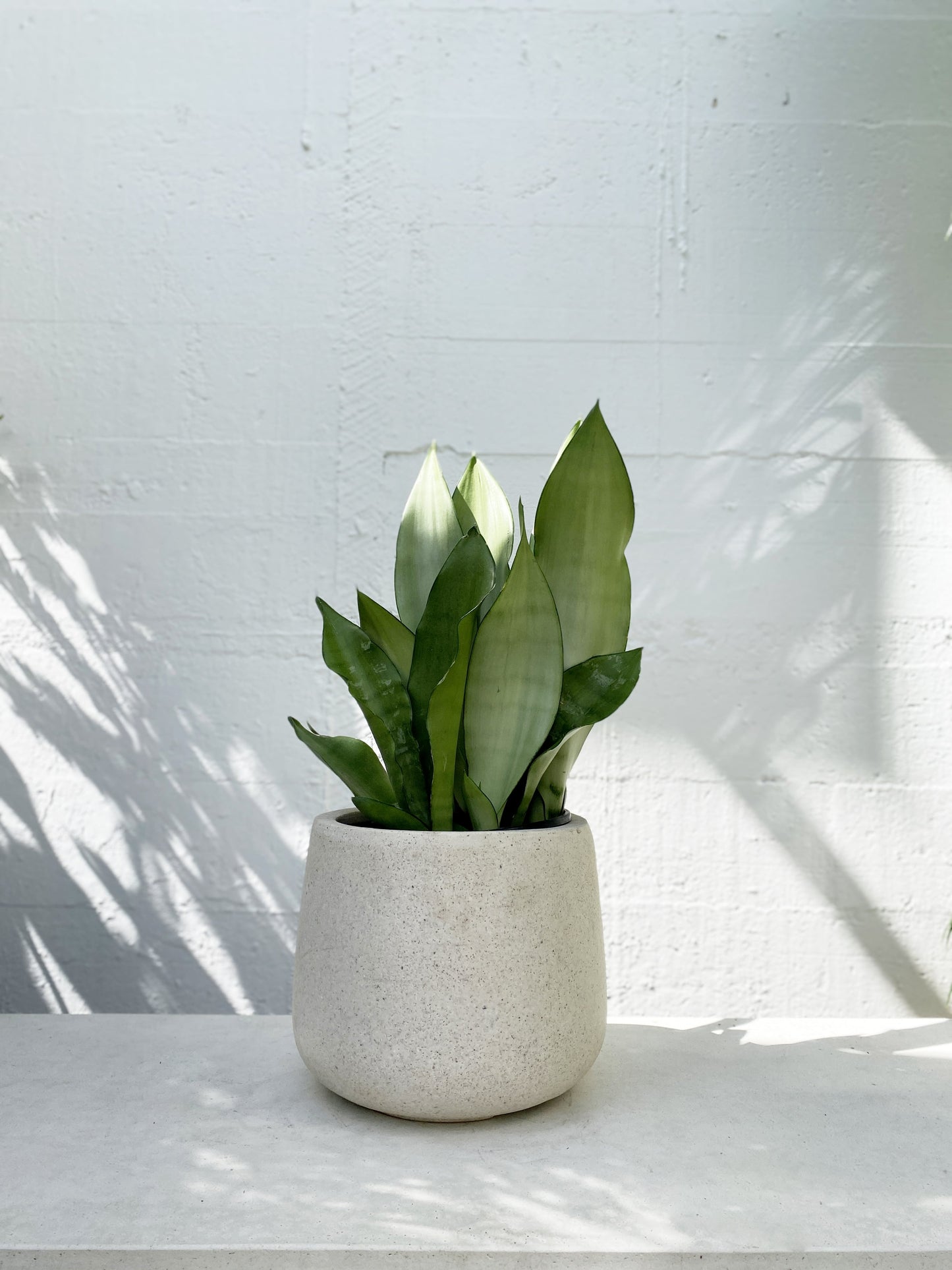 Sansevieria / Snake Plant