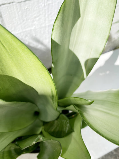 Sansevieria / Snake Plant