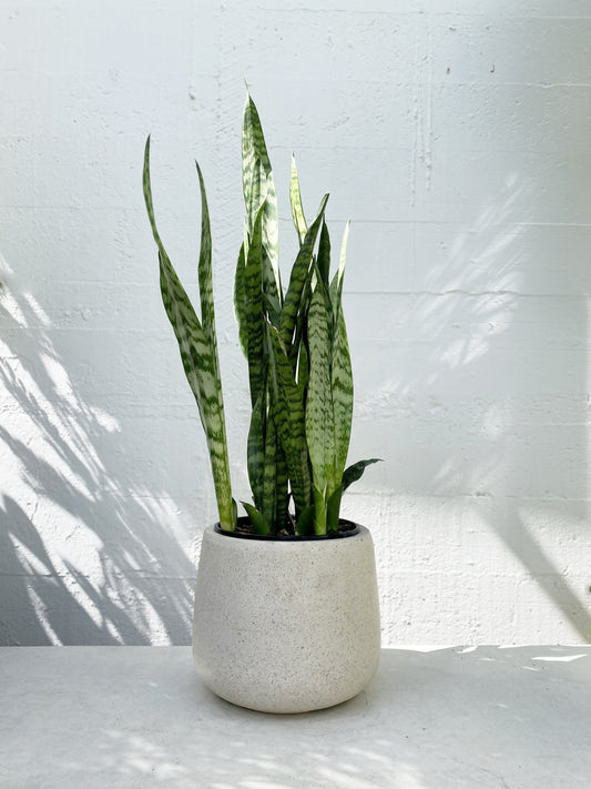 Sansevieria / Snake Plant