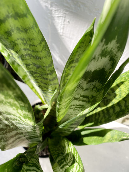 Sansevieria / Snake Plant