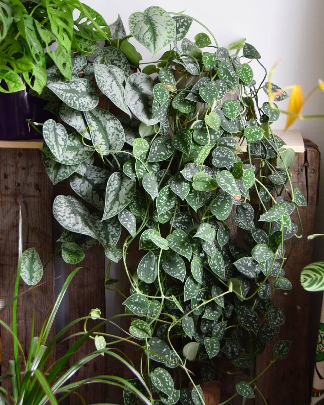scindapsus pothos Satin Pothos (Scindapsus pictus) for sale – Jungle Story
