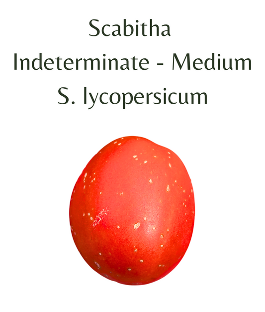 Scabitha_Tomato_10_seeds