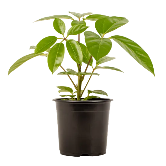 Schefflera 'Alpine' 14cm