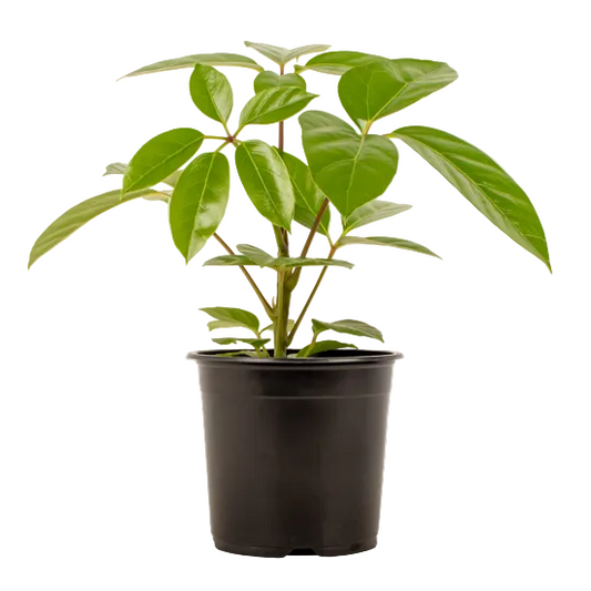 Schefflera 'Alpine' 14cm